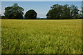 Field of barley near Cowarne Court in HR1 3RB