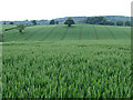 Wheat field near Willey in Shropshire in TF12 5JS