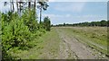 Ipley Inclosure, forestry track in SO40 4UR