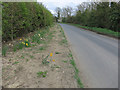 Daffodils in the verge in Fen Ditton & Fulbourn Ward