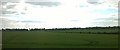 Wheat growing north of Cheddington, from the railway in LU7 0QN