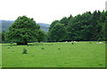 Sheep grazing by the Pump Plantation near Willey in Shropshire in Barrow