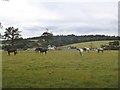 Horses grazing by Bury Farm in HA8 8XN
