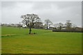 Isolated tree near Lashbrook Farm in EX5 2SA