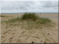 Defiant little embryo dune - Winterton beach, 2015 in NR29 4BQ
