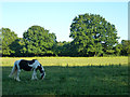Horse-grazed field, Langley Green, Crawley in RH11 7GJ