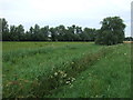 Overgrown drain near the River Great Ouse in CB7 4TP