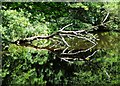 Wolf Wheel Millpond in The Rivelin Valley in S6 6DH