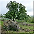 Upturned tree stump and horse chestnut in DT6 5NW