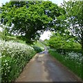 Lane to Purcombe Farm from Denhay Farm in DT6 5NP