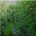 Overgrown and boggy track in DT6 5NP