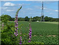 Foxgloves near the Trent & Mersey Canal in WS15 4EB