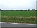 Crop field south of Lynn Road  in CB6 1RZ