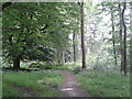 Track into the forest from the Grand Avenue in SN8 3HP