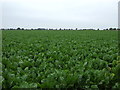 Crop field near the River Great Ouse  in PE38 0EF