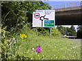 Pyramid orchid at Dunsley roundabaout in HP23 5UA