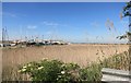 Reed Bed behind the Yacht Club in DA8 2HF