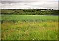 Oats near Broad Chalke in SP5 5ET