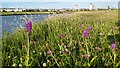 Southern Marsh Orchids (Dactlyorhiza praetermissa), Waterloo Marine Lake in L22 5PR