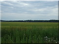 Crop field off National Cycle Route 11 in PE38 0EG