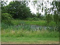 Pond off National Cycle Route 11, Denver in PE38 0EA