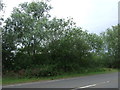 Trees beside the A10 in Denver Ward