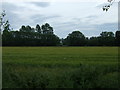 Crop field south of Hilgay Road in PE38 0LP