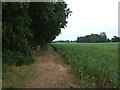 Crop field beside Whittricks Wood in PE33 9RP