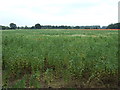 Crop field south of Hilgay Road in PE33 9RP