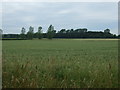 Crop field off Hilgay Road in PE33 9RL