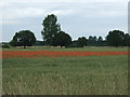 Crop field with poppies in PE33 9RW
