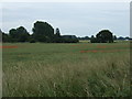 Crop field off Hilgay Road in PE33 9RW
