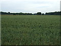 Crop field south of West Dereham Road in PE33 9UP