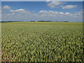 Huge wheat field in CB23 4LZ
