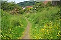 Summer flowers, old railway path in Cardrona in EH45 9GY