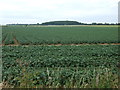Potato crop off Oxborough Road in PE33 9TA