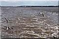Seagulls over the wake, River Mersey in L3 0BG