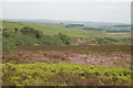 Bilberries, heather and woodland above Badger's Croft in Heathylee
