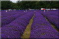 Lavender fields open to the public, Mayfield Lavender Farm in SM7 3BH