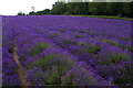 Lavender fields open to the public, Mayfield Lavender Farm in SM7 3AU