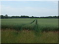 Crop field, Foulden Common in IP26 5AX