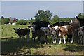 Cattle, Whitehall Farm in TW20 9TP