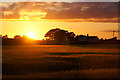 Sunset over a field of barley, Melling in L33 4EY