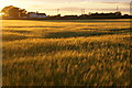 Barley field at sunset, Melling in L33 4EY