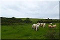 Cows in a field near Craster in NE66 3TT