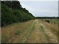 Farm track beside woodland in IP26 5BZ