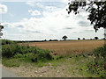 Barley field on gently sloping land at Crostwick in NR12 7BF