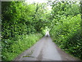 The lane to Bishopswood in TA20 3QA
