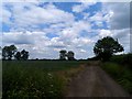 Farm track near Grafton Park Wood in North Northamptonshire