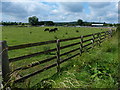 Field and cows along Bellamour Lane in WS15 3JS